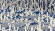 Снежные фигуры, деревья под снегом