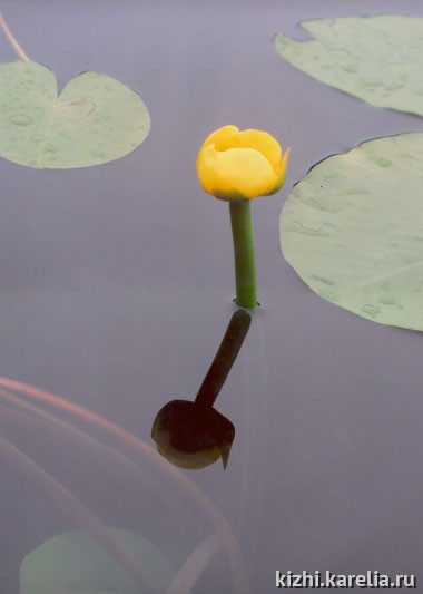 Кувшинка желтая. Can-dock photo, water-lily, water lily. Поощрительный приз в номинации "Лета разноцветье"