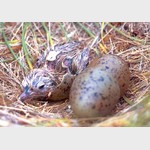 "Рождение чайки" - вылупившийся из яйца птенец. Nestling photo, fledgling, baby bird, greenhorn, tenderfoot, pup. Поощрительный приз в номинации "Жители Планеты"