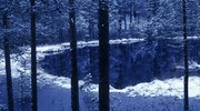 Зимний лес у озера