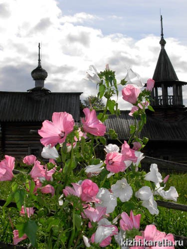 Цветы деревни Васильево