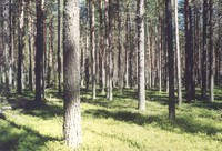 Vozhmarikha Forest