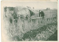 Деревня Пармина, Кузаранда, Заонежье, выпахивание картофеля, ок. 1960 г. 