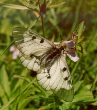 Бабочка Мнемозина
