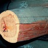 300-летняя древесина