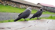 Граглз. Загадочные птицы острова Кижи