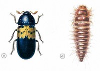 Ветчинный кожеед: а – жук; б - личинка