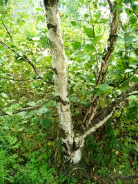 Рис.13б. Внешний вид поверхности ствола деревьев карельской березы, вегетативные почки которых использовались для клонального микроразмножения: дерево 2К