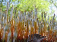 Moss-capsules - capsules on stalks in which spores of mosses ripen