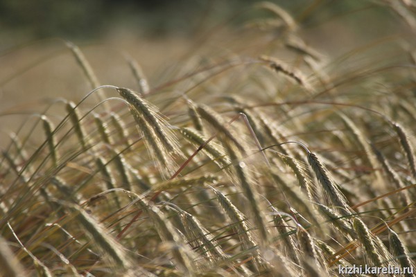 Рис. 1. Рожь, выращиваемая на острове Кижи, 2008 г. Фотография Б. Д. МоскинаТам же. С. 40 (приложение).