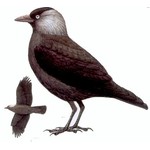 Галка — Corvus monedula