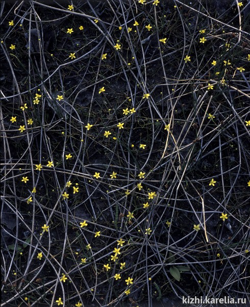 Желтые цветы в карельском лесу