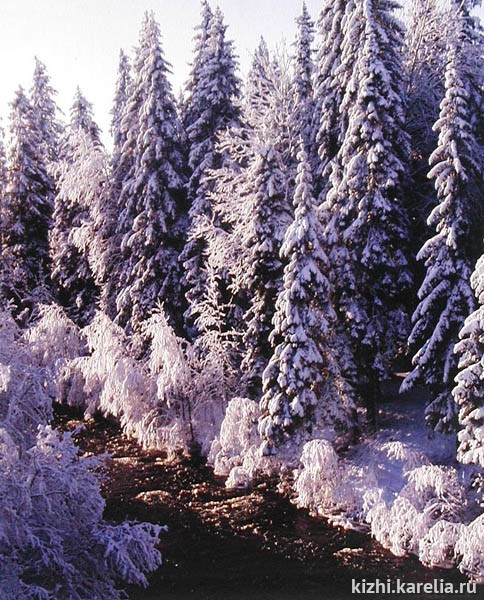 Зимний лес, ели в снегу
