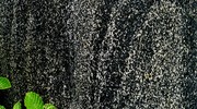 Ладожский гранит, растение, растущее на гранитной скале