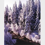 Зимний лес, ели в снегу