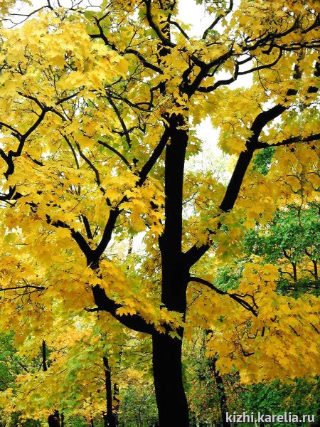 Осенний клен, крона и золотая листва клена, кленовая роща, золотая осень