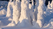 Деревья под снегом, снежные скульптуры