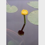 Кувшинка желтая. Can-dock photo, water-lily, water lily. Поощрительный приз в номинации "Лета разноцветье"