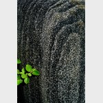 Ладожский гранит, растение, растущее на гранитной скале