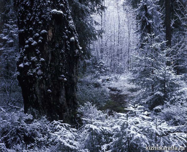 Зимний карельский лес