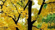 Осенний клен, крона и золотая листва клена, кленовая роща, золотая осень
