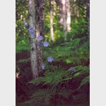 "Гимн зеленым превращениям" - колокольчик в лесу. Bluebell photo, bellflower, campanula. Поощрительный приз в номинации "Лета разноцветье"