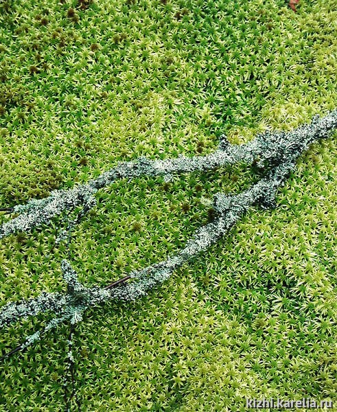 Зеленый мох болота