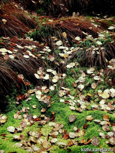 Осенние листья на болотном мху в лесу
