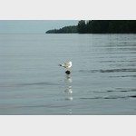 Чайка в озере, Sea-gull, mew, mew-gull. Поощрительный приз в номинации "Жители Планеты"