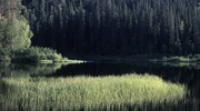 Лесной ландшафт, озеро Панаярви