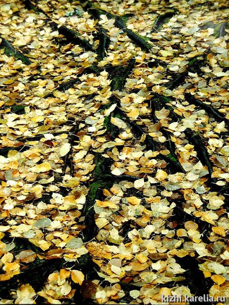 Осенняя желтая листва на земле, покрывающая корни деревьев, листопад