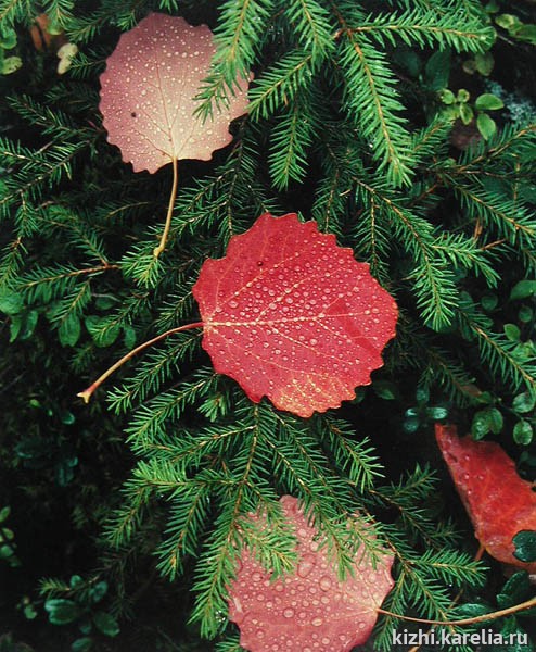 Осенние красные листья осины