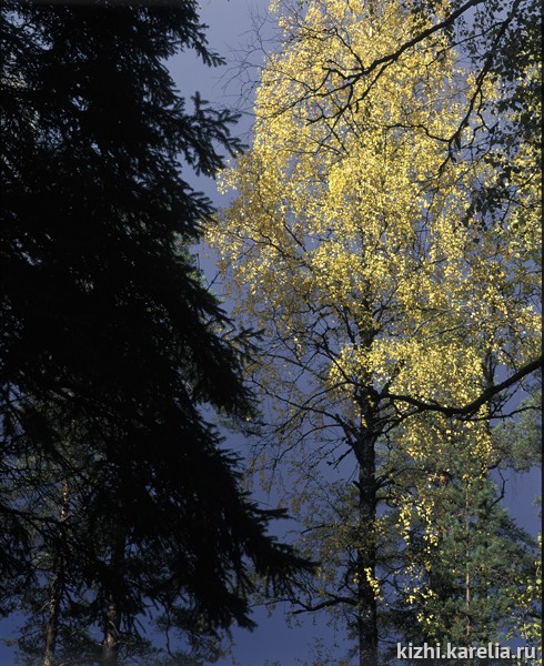 Кроны деревьев в карельском лесу, позднее лето