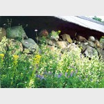 "И камни как основа" - луговые цветы и травы, Lower bank, flowers and herb. Поощрительный приз в номинации "Лета разноцветье"