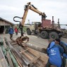 Погрузка снятых бревен для транспортировки в Производственный комплекс на о.Кижи