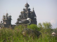 Сизая чайка на фоне Кижского архитектурного ансамбля