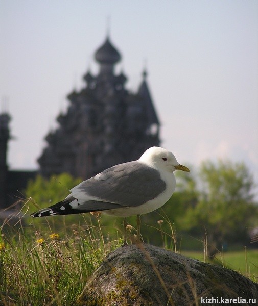 Кижский заказник. Кижский Зоологический заказник. Кижский Зоологический заказник фауна. Кижи птицы. Кижи животные.