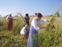 Студенты из Воронежа на жатве на острове Кижи