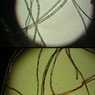 Фото волокон льна (сверху) и хлопка (снизу) под микроскопом