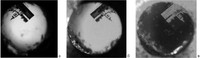 Микрофотографии в кресте № 2. Снимок «а» сделан с лицевой стороны креста через инвертированный биологический микроскоп. Снимки «б» и «в» сделаны с оборотной стороны креста через стереоскопический микроскоп