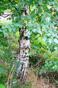 Рис.13а. Внешний вид поверхности ствола деревьев карельской березы, вегетативные почки которых использовались для клонального микроразмножения: дерево 1К