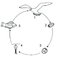 Рис.10. Схема жизненного цикла Ligula intestinalis