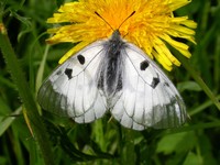 Бабочка Черный аполлон (Parnassius mnemosyne L.). Фотография
