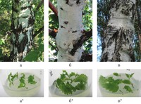 Рис.11. Внешний вид деревьев карельской березы, отобранных для клонального микроразмножения, и их мериклоны по состоянию на осень 2012 г.