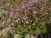 Рис.3. Тимьян ползучий, богородская трава (Thymus serpillun L.)