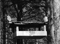 Рис. 2. Кормушка для птиц с изображением птичек на кладбище с. Объячево (Респ. Коми). Фото автора,  2008 г.