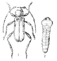 Плоский фиолетовый усач: 1 – жук; 2 - личинка