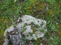 Мозаика накипных лишайников на поверхности камня