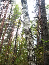 Рис.13в. Внешний вид поверхности ствола деревьев карельской березы, вегетативные почки которых использовались для клонального микроразмножения: дерево 3К