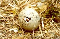 Яйцо сизой чайки